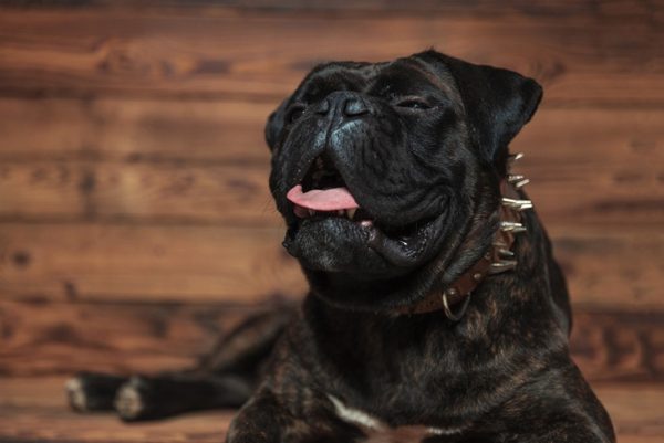 dog sneezing