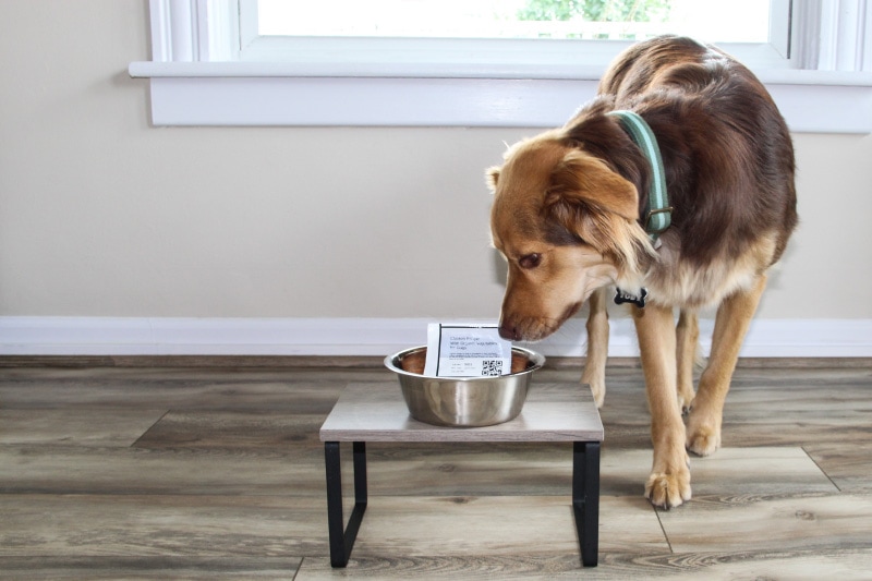 dog sniffing darwin's chicken recipe pack