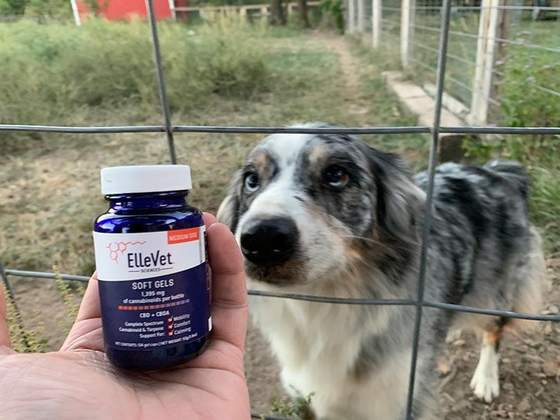 dog sniffing ellevet soft gels cbd product