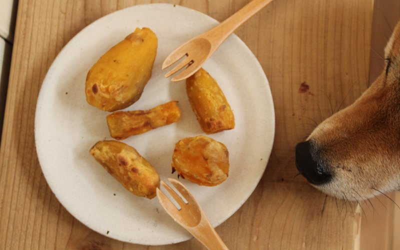 dog sniffing homemade cooked sweet potato on plate