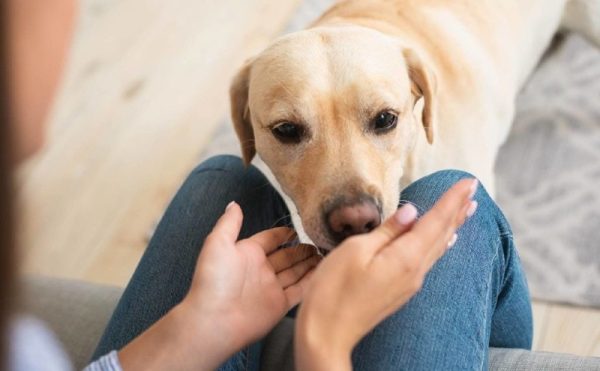 dog sniffing owner's hands