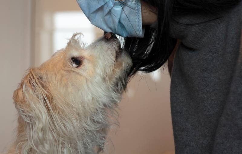 dog sniffing sick woman wearing a mask