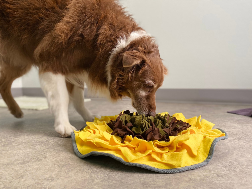 dog sniffing snuffle mat