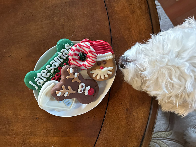 dog sniffing the Wüfers cookies