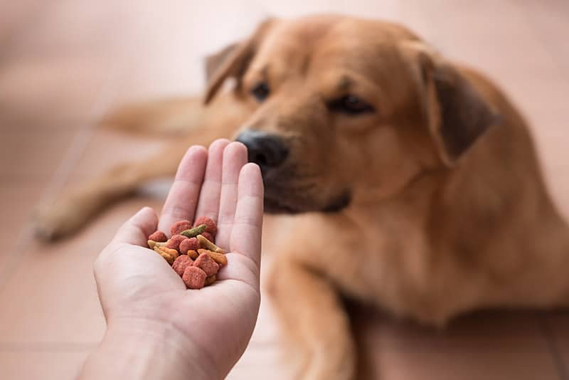 dog sniffing the kibbles on person's hand