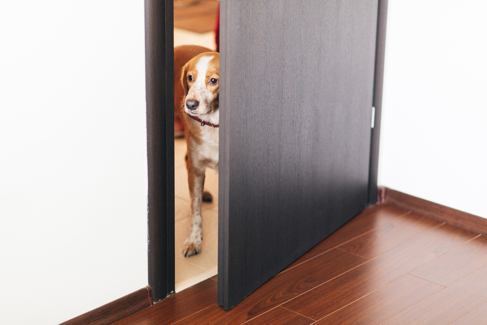 dog standing next to a door and looking away