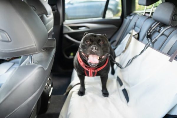 dog standing on a car seat cover