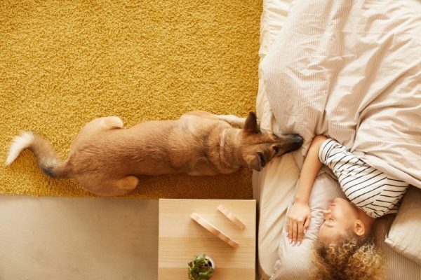 dog staring at his sleeping owner