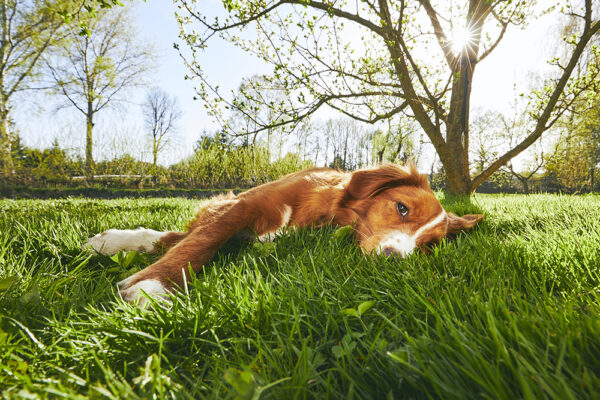 Dog sunbathing on the grass