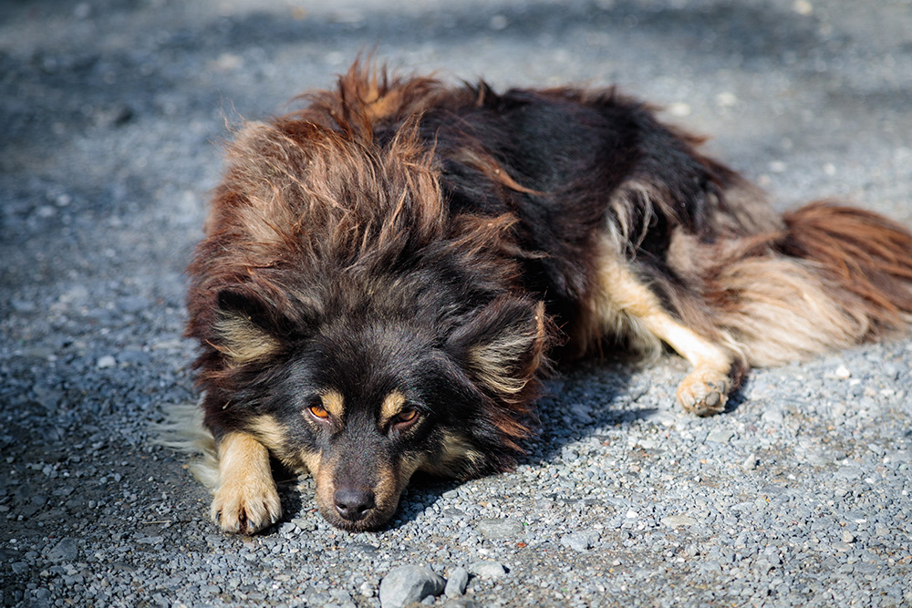 Dog sunbathing