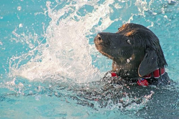 dog swimming in the pool