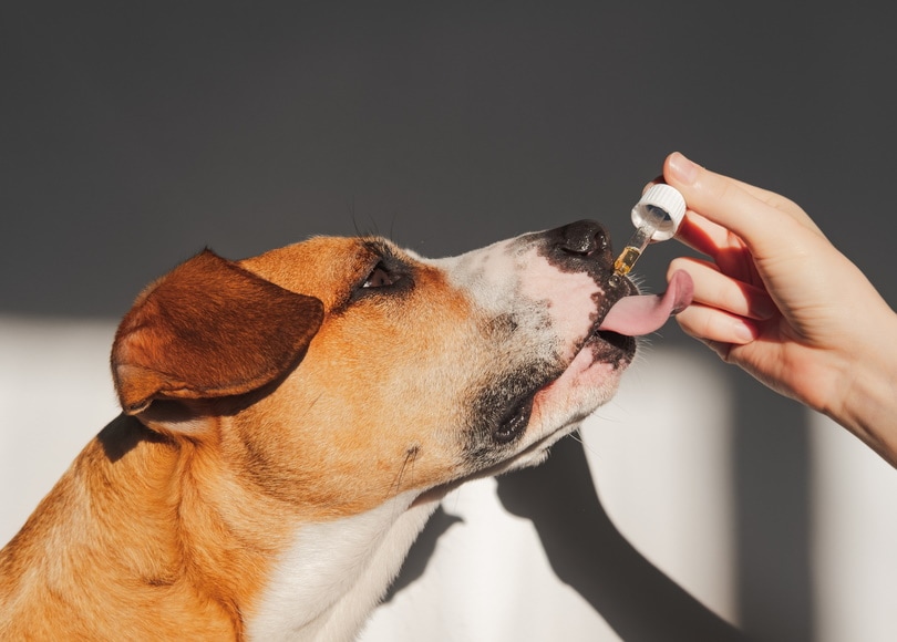 dog taking CBD oil