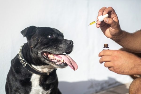 dog taking CBD oil