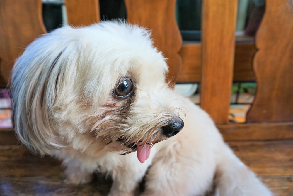 dog tear stains