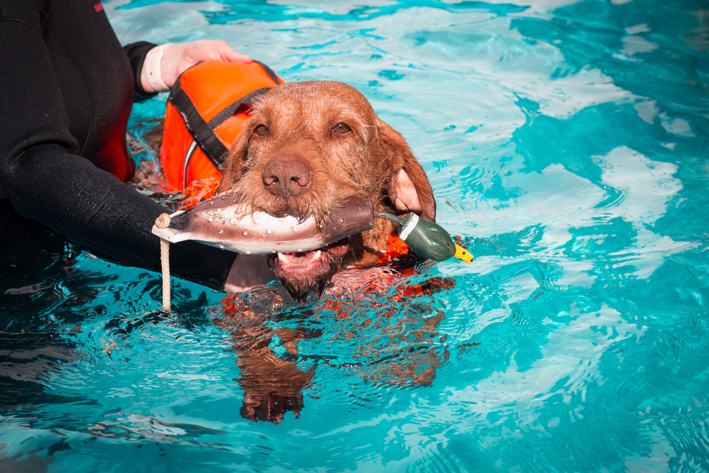 dog therapy pool sport dog swim physiotherapie pet health