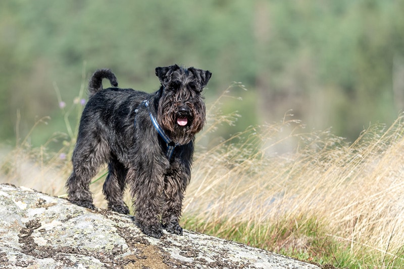 dog trail park black miniature schnauzer harness