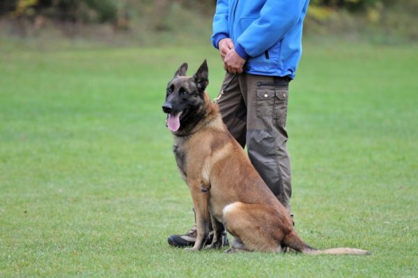 dog training outdoor