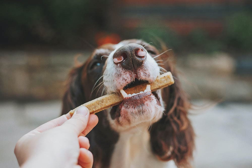 dog treat