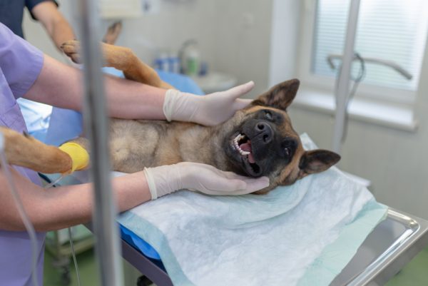 dog undergoing spaying or neutering surgery