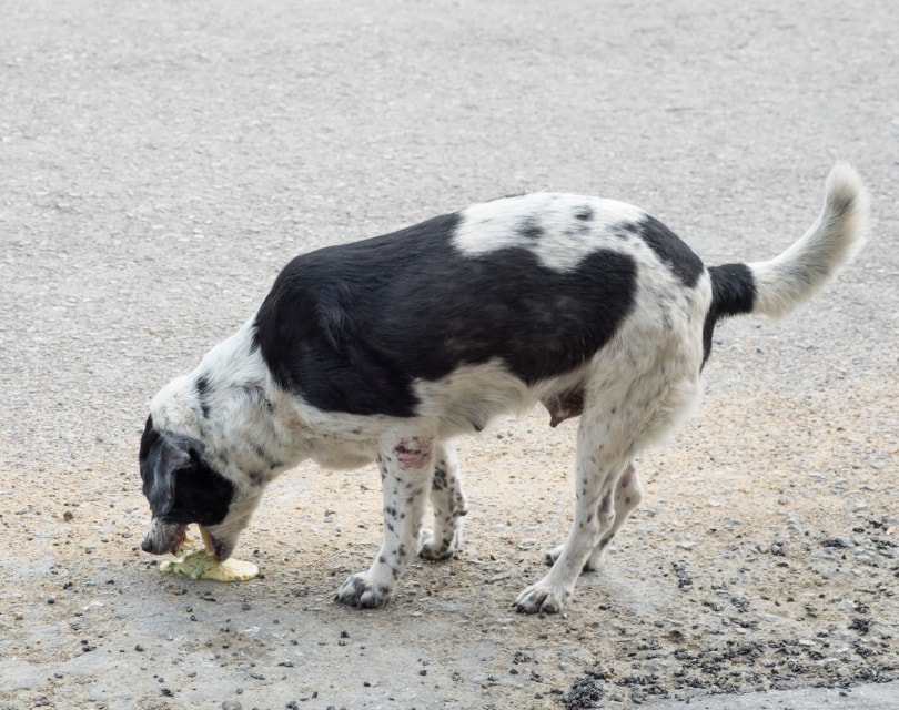 dog vomiting