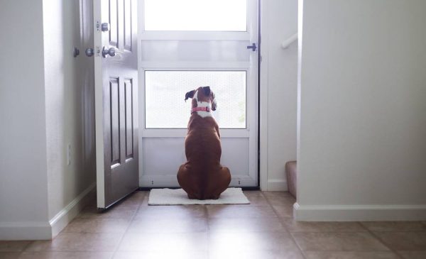dog waiting for its owner at the door
