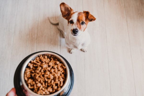 Dog waiting for the food