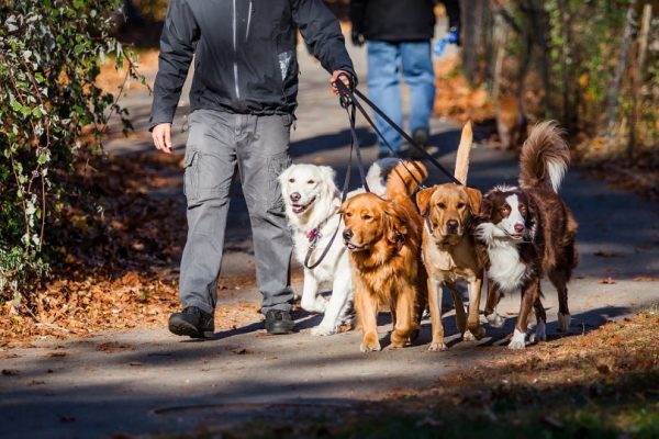 dog walker