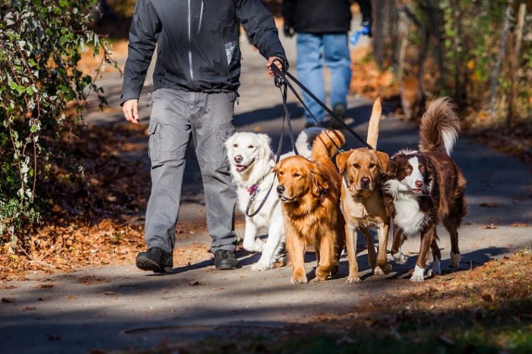 How Much Do Dog Walkers Make? (2025 Salary Overview) – Dogster
