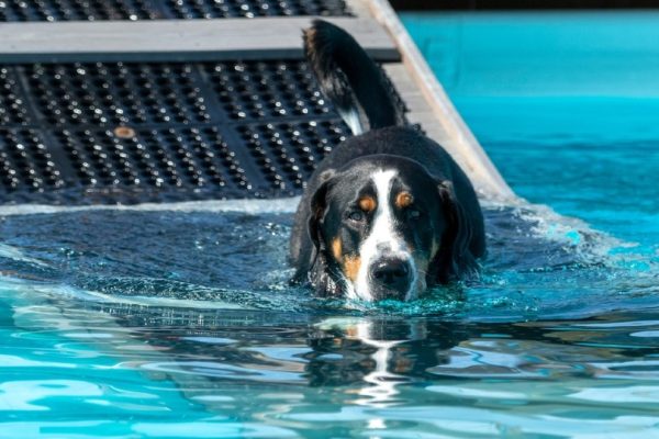 dog walking down on pool ramp