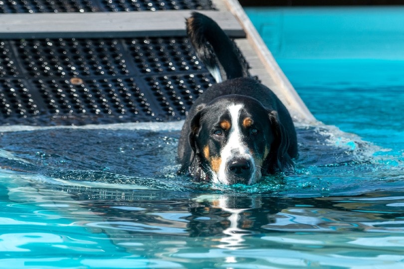 5 DIY Dog Pool Ramp Plans You Can Make Today (with Pictures) – Dogster