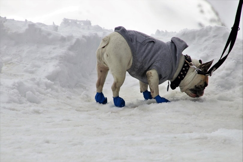 dog walking in the snow
