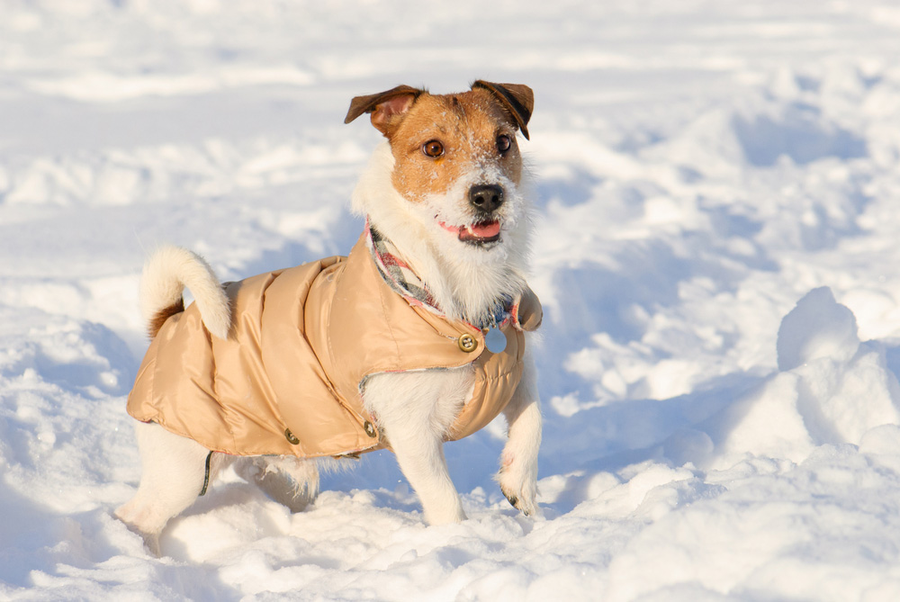dog wearing a coat and playing in snow
