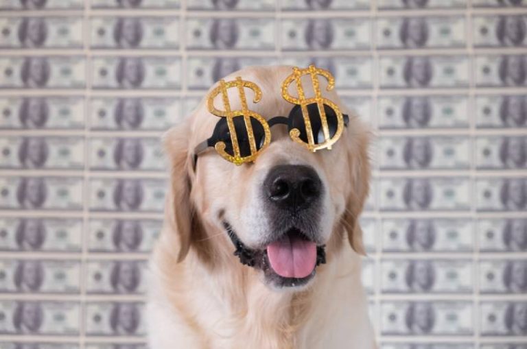 10 Richest Dogs on Earth (With Pictures) Dogster