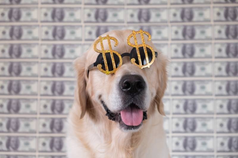 dog wearing a dollar sunglasses with money on the background