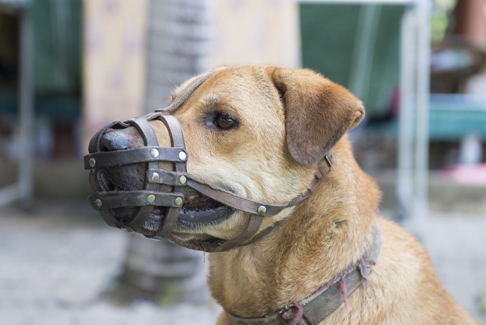 dog wearing a muzzle