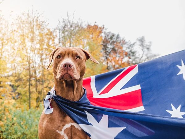 dog wearing australian flag