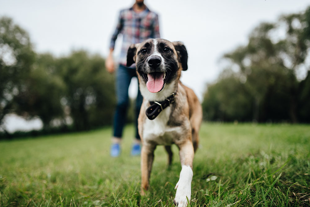 dog wearing collar at the park