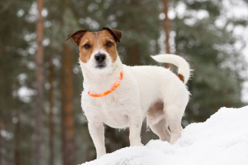dog wearing collar with LED diodes lights for traffic safety