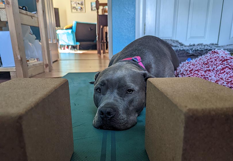 dog wearing fi smart collar