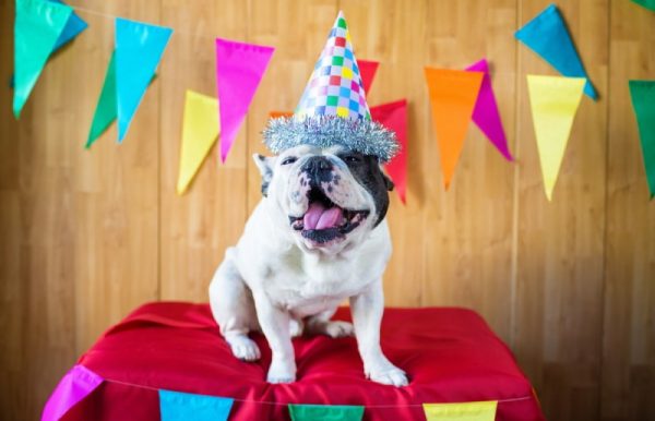 dog wearing party hat