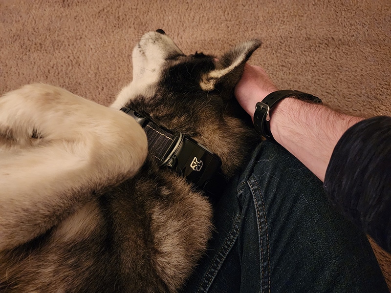 dog wearing wagz freedom smart dog collar