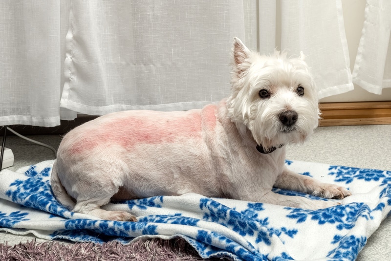 dog wit irritated skin