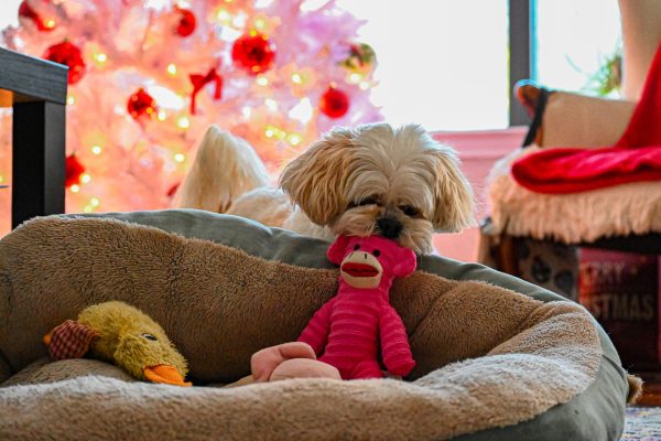dog with a pink plush dog toy