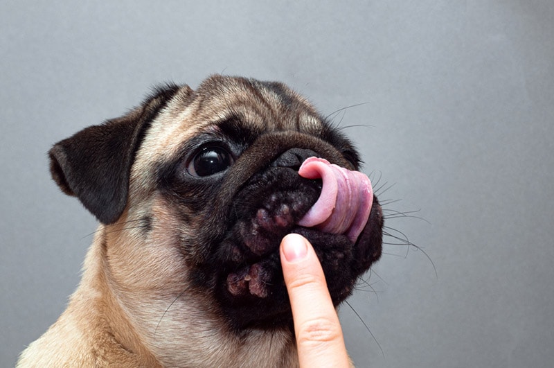 dog with allergies on its face