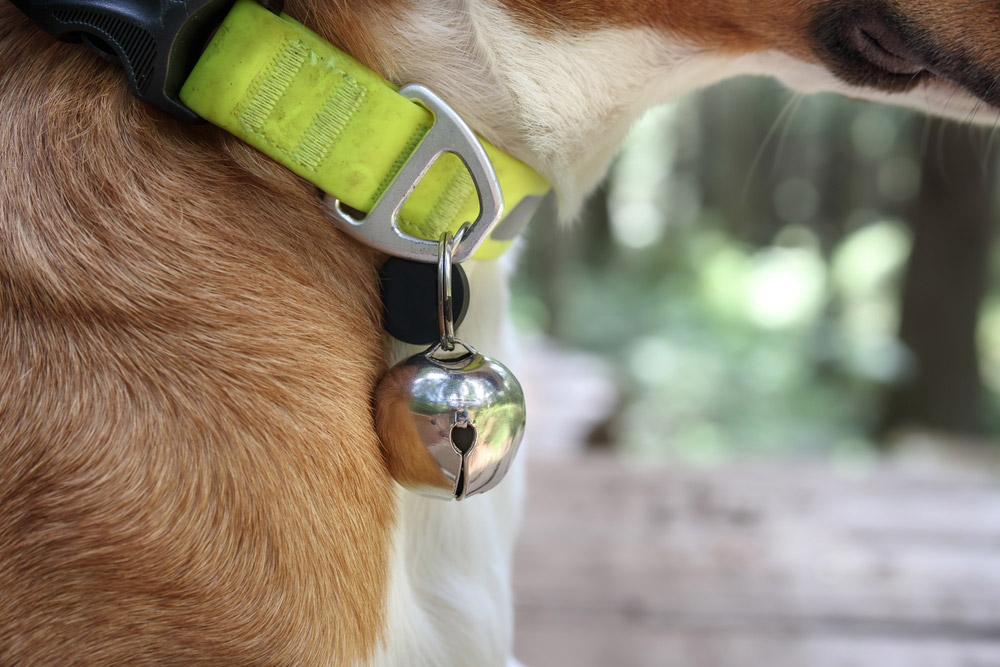 dog with bell on collar