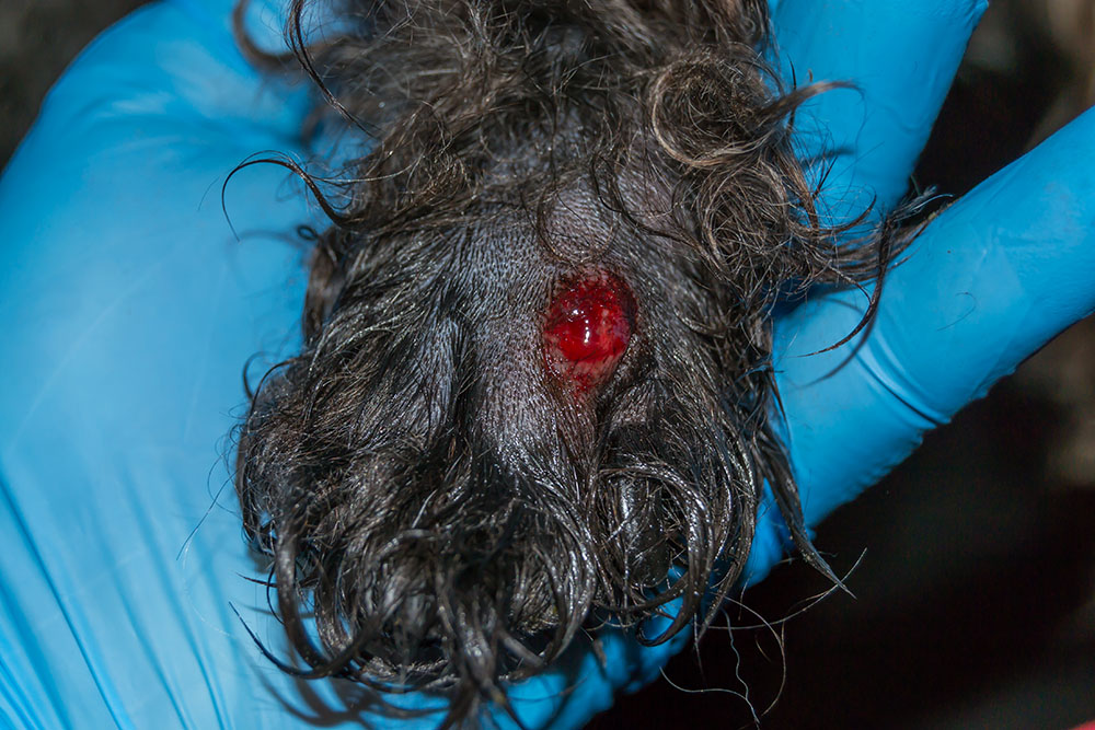 dog with bleeding Grass Seed Abscess on the paw
