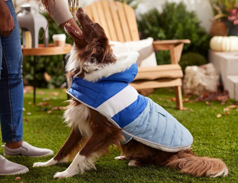 dog with blue jacket playing with his owner