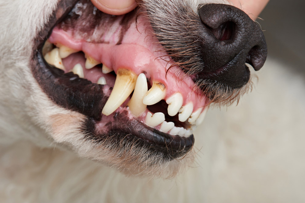 dog with brown teeth