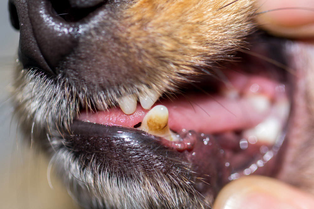 dog with brown tooth
