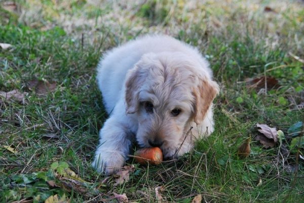 dog eating carrot